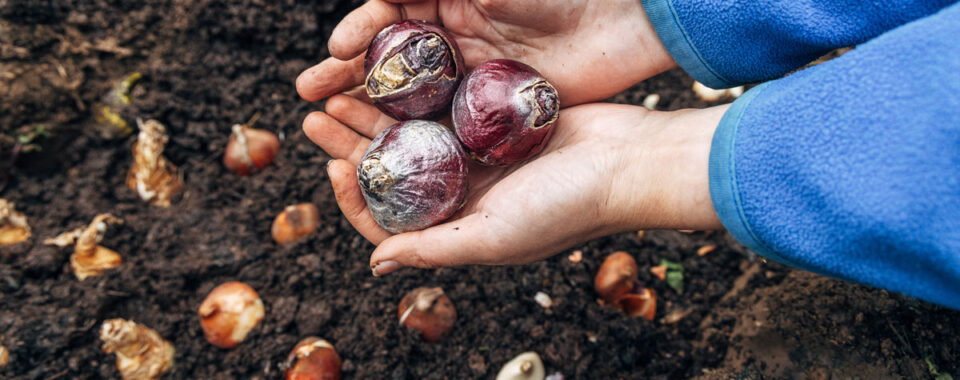 Bloembol Planten in het Noorderpark in Amsterdam
